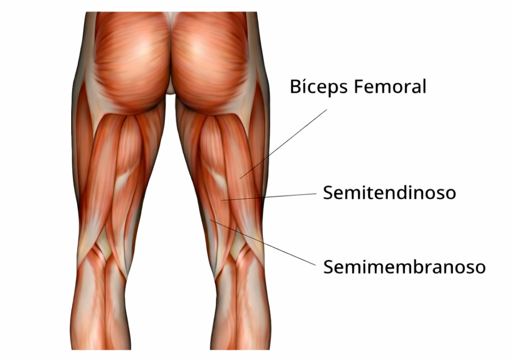 musculos isquiotibiales en la parte posterior del muslo